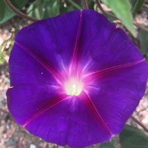 Meet your Posher, Izzy